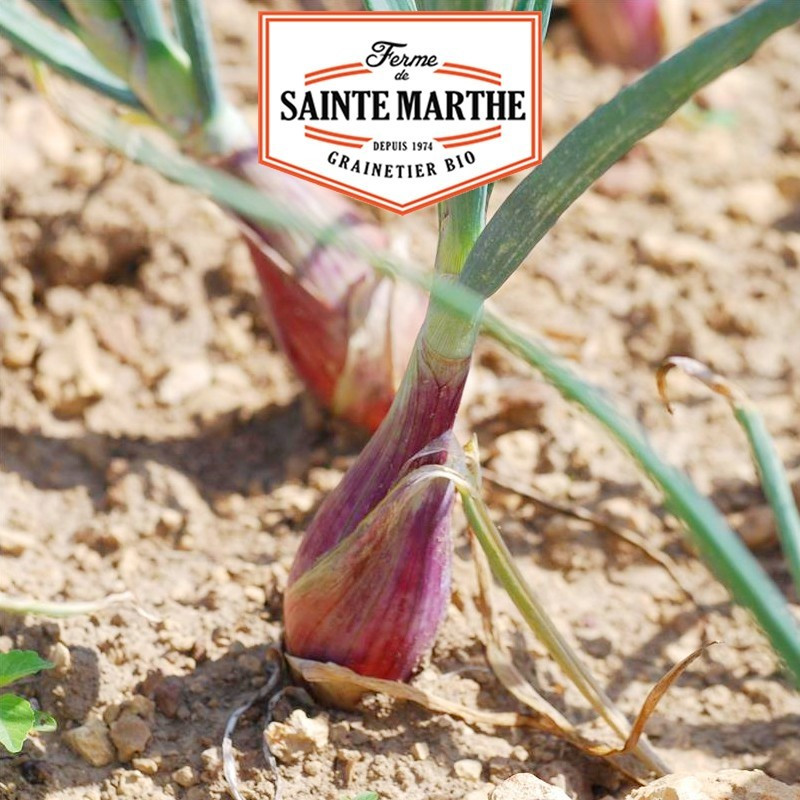 La ferme Sainte Marthe - 250 graines Oignons Rossa Lunga di Firenze