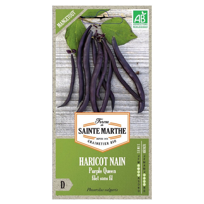 La ferme Sainte Marthe - Env.350 graines AB - Haricot Nain Purple Queen Filet sans fil Mangetout