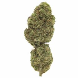 INDOOR BIGBUD BLUE DREAM 100G CBD