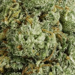 INDOOR BIGBUD BLUE DREAM 500G CBD