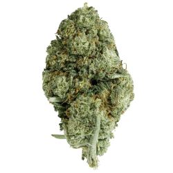 INDOOR BIGBUD BLUE DREAM 100G CBD