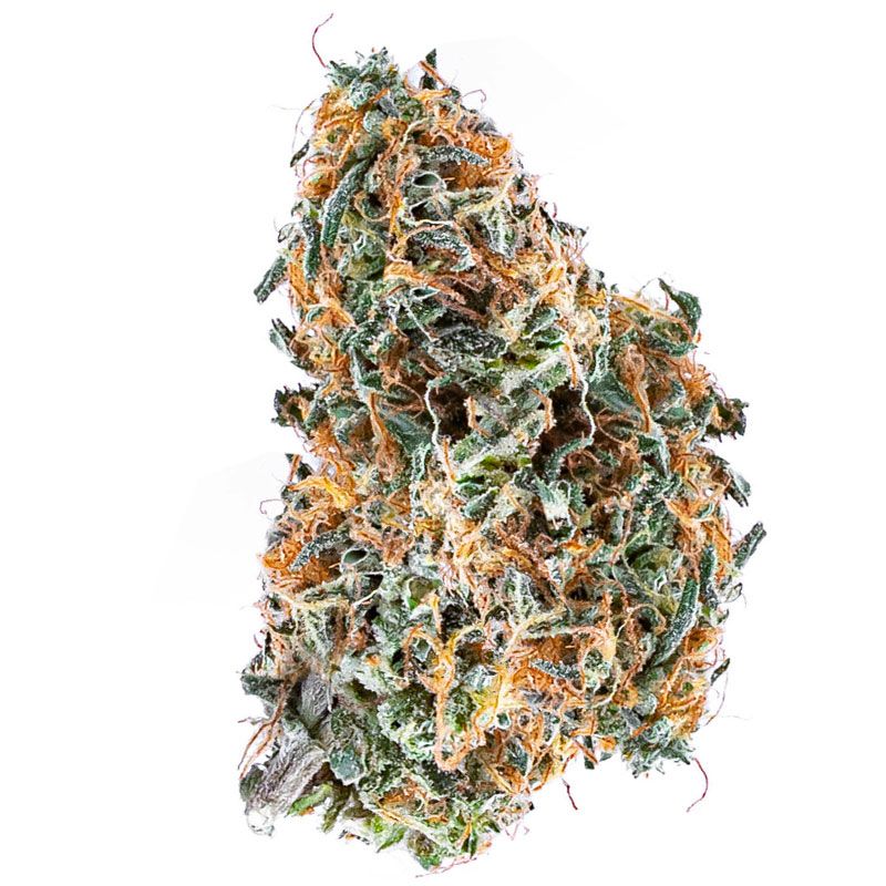 INDOOR BIGBUD LEMON POP 1KG CBD