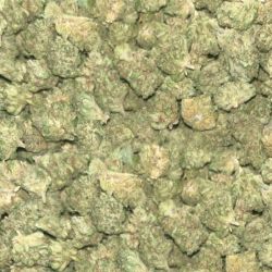 INDOOR SMALLBUD AMNESIA 100G CBD