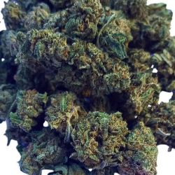 GLASSHOUSE BIGBUD GREEN SUGAR 100G CBD