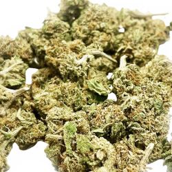 Platinium CBD - Exotic Kush - 100g - Small Bud - Serre - Fleurs de chanvre